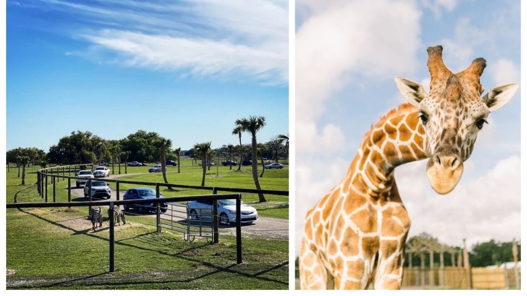 This drive-thru safari park in Florida is still open during the coronavirus outbreak