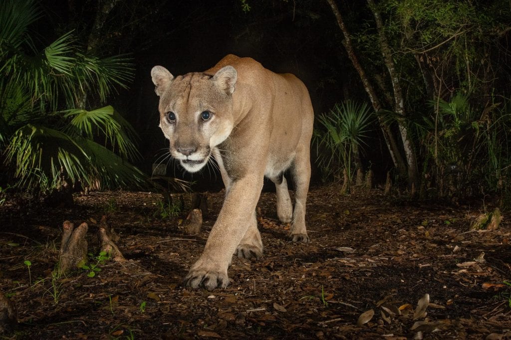 Endangered Florida panthers filmed fighting for the first time
