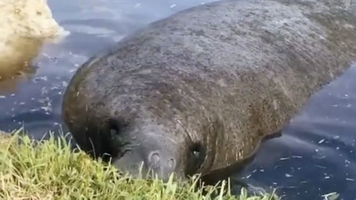 Manatees swim up to Florida woman's home, munch on grass while alligator lurks nearby