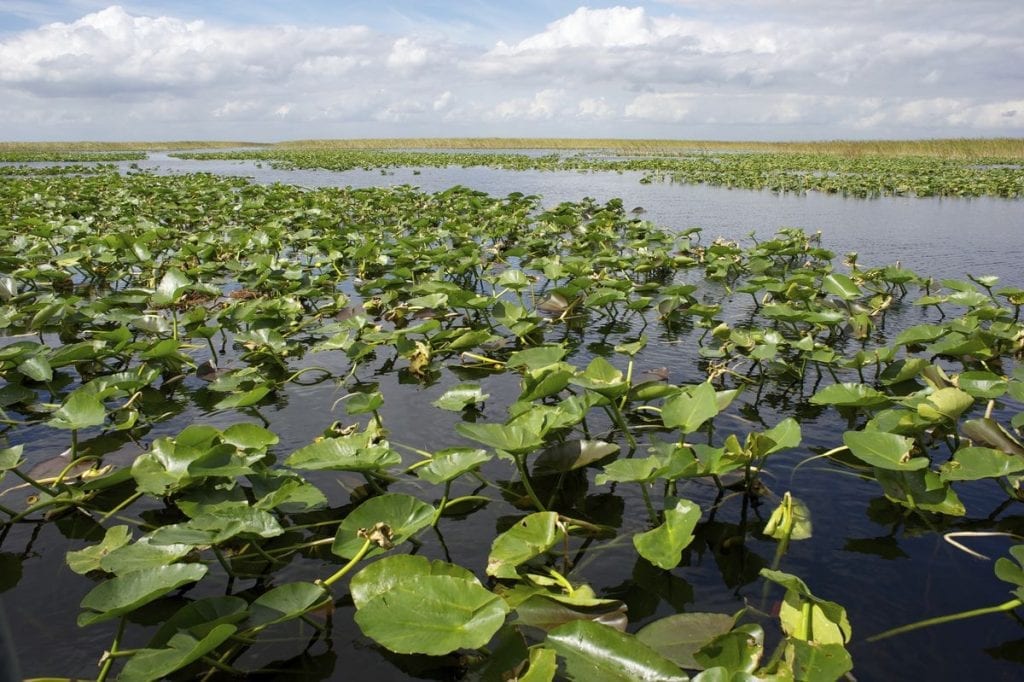 March was the driest on record in Florida. Can the Everglades cope?