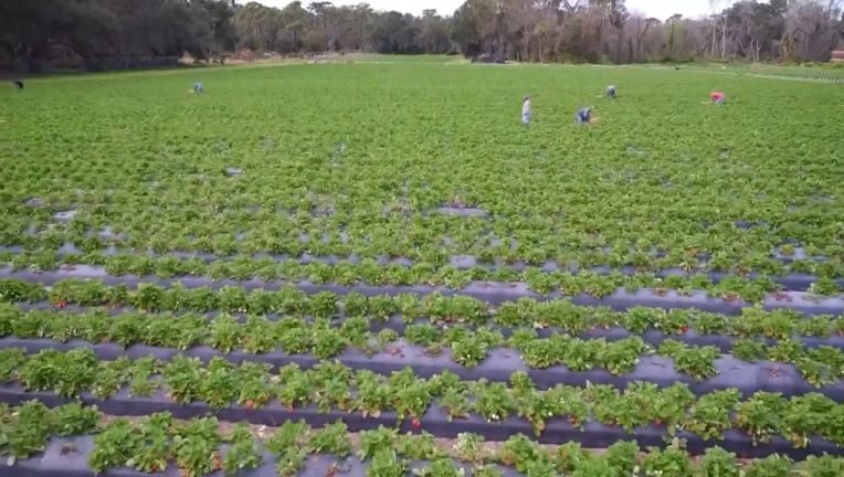 Keep Florida Growing: New website connects struggling farmers with Florida customers