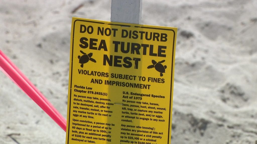 Florida Coronavirus Impact: Closed Beaches May Be Leading To Increase In Sea Turtle Nests