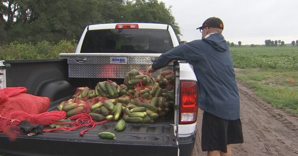 Volunteers gather fresh food for Central Florida families amid pandemic