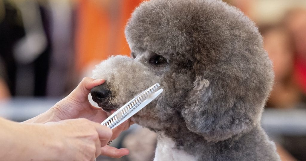 Florida shutters pet grooming businesses, but allows it in ’essential’ big box retailers’ salons