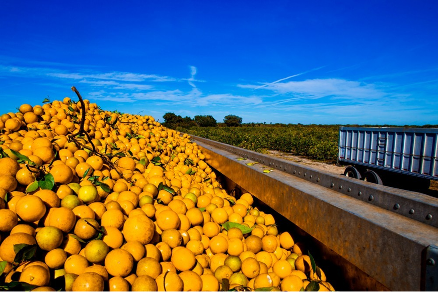 Florida seeks to buy land from area citrus company for $28.5 million