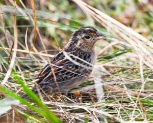 Florida grasshopper sparrow will probably go extinct. A conservation effort may be the last hope.