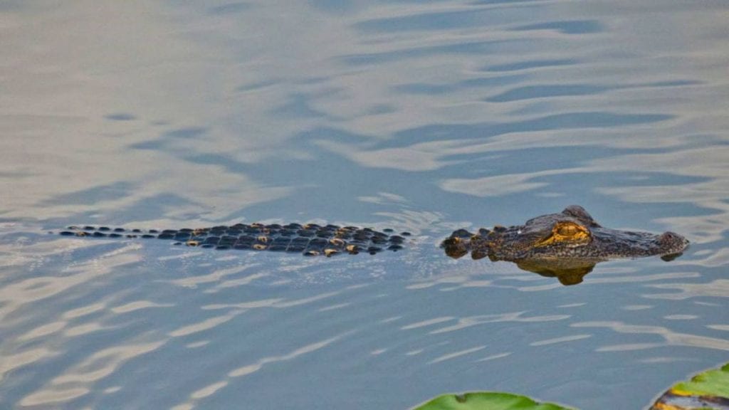 Florida officials seek information after 11-foot alligator shot with arrows