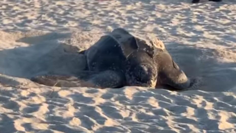 Massive leatherback sea turtle spotted nesting on Florida beach