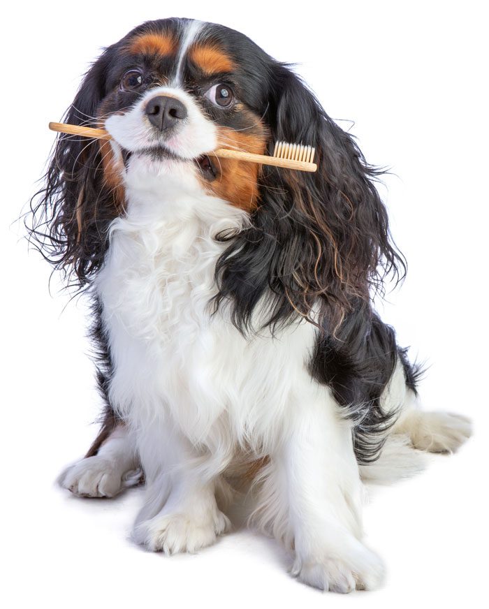 cavalier king charles spaniel sitting with toothbrush