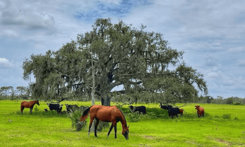 Alva Pasture by James Kennedy