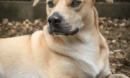 Black Mouth Cur