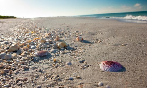 Shelling Beach, shelling, sun, sand and more.
