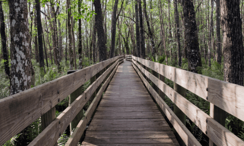 Six Mile Cypress Slough Preserve boardwalk section to close temporarily for maintenance