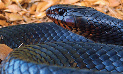 Eastern Indigo Snake A Sight To Behold 680x273