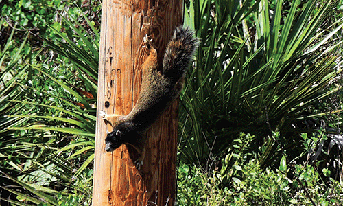 Fox Squirrel