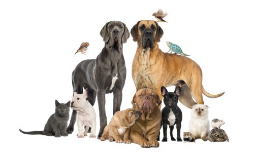 Group of pets - Dog, cat, bird, reptile, rabbit, isolated on white