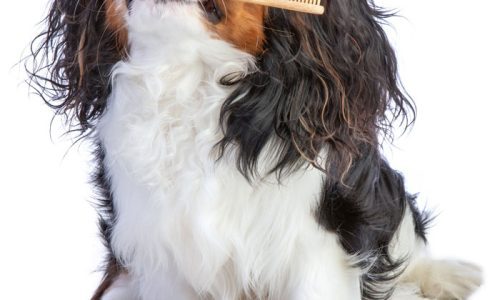 cavalier king charles spaniel sitting with toothbrush