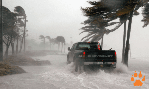 elcn-storm elcn-storm