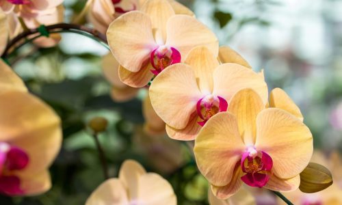 Yellow phalaenopsis orchid flower