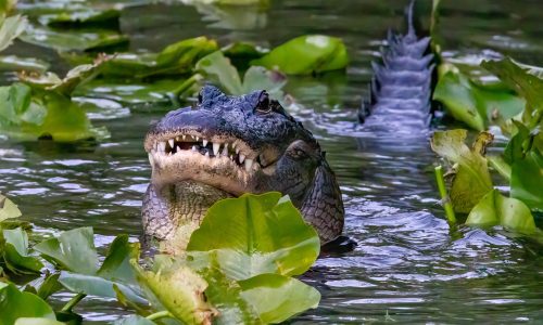 2024 Animals 1st Place by Michael Krause