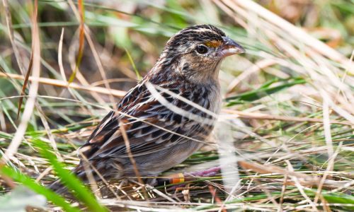 Florida grasshopper sparrow will probably go extinct. A conservation effort may be the last hope.