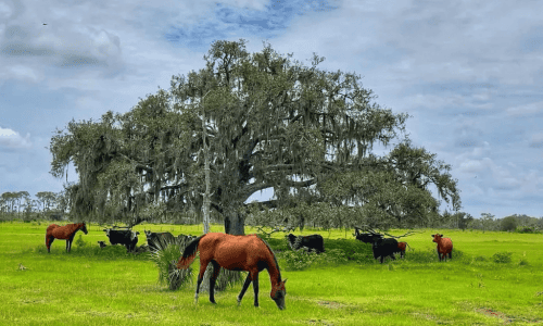 Alva Pasture by James Kennedy