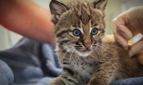 Conservancy - Bobcat