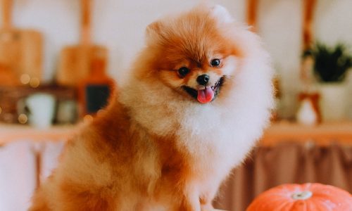 cute little red fluffy schpitz stands with his front paws on a stack of books and looks at the camera. dog among pumpkins. pet products. warm autumn concept. High quality photo