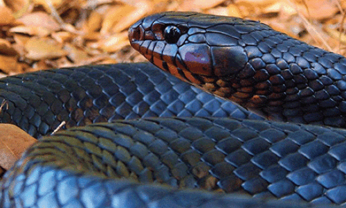 Eastern Indigo Snake A Sight To Behold 680x273