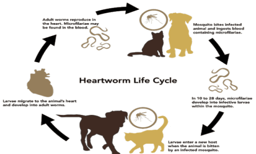 Heartworm-cycle