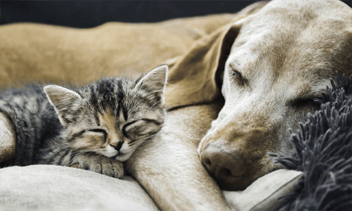 Obesity in Pets 500x300