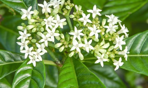 Psychotria nervosa (1)(1) copy