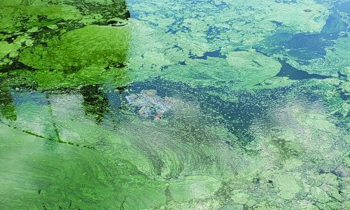 blue-greenalgae bloom