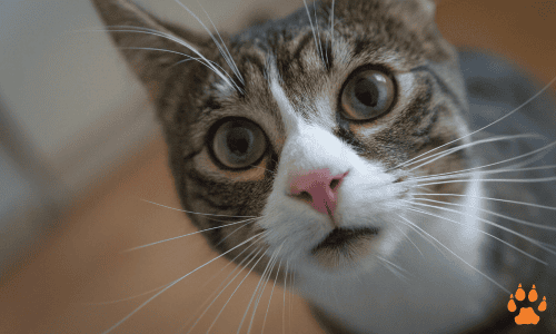 cat - ELCN