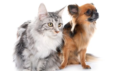 cat_and_dog