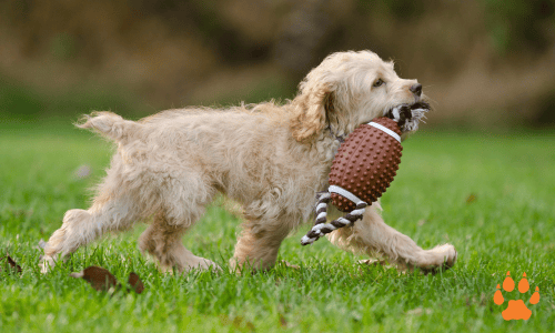 dog football