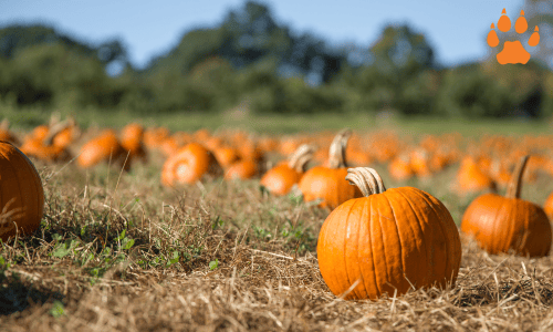elcn-punkin