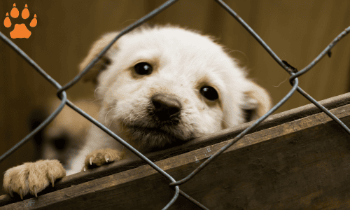 elcn-shelter dog