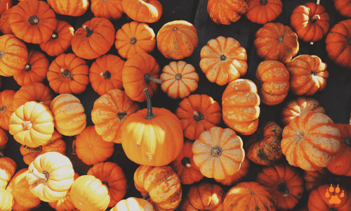 fall - elcn
