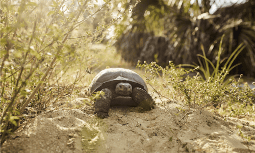 gopher_tortoise