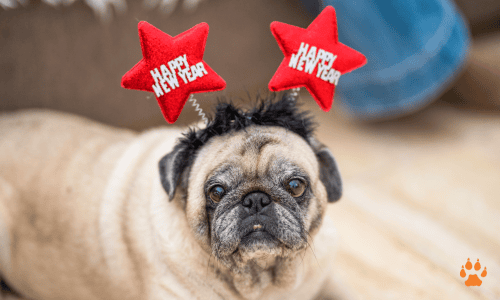 hny dog-elcn