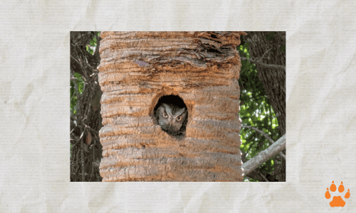owl - elcn