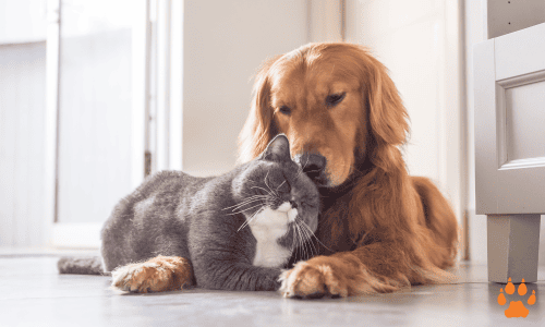 pet-elcn