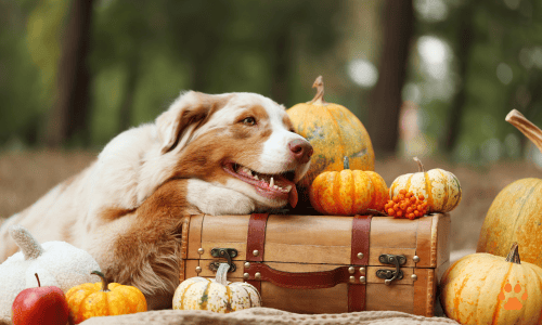 pets thanks - elcn