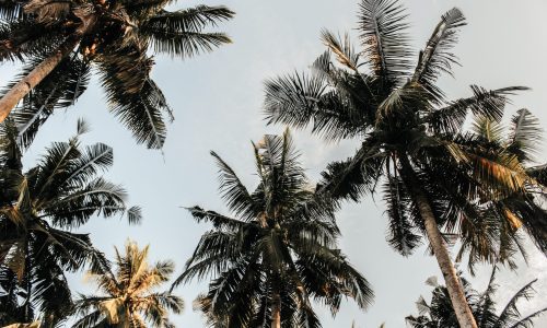 pexels-nur-andi-ravsanjani-gusma-804410