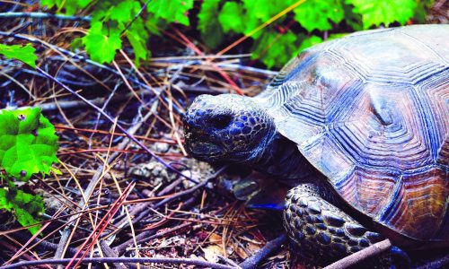 turtle