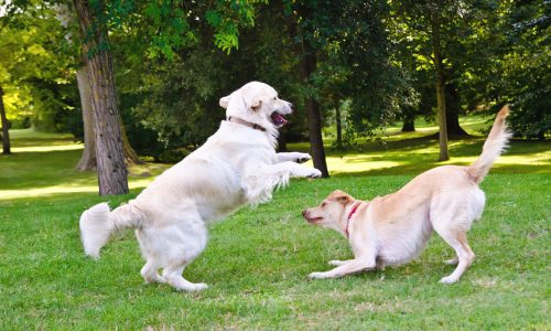 two dogs playing on a green grass outdoors